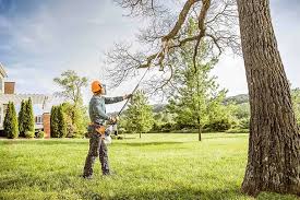 Professional Tree Services in Frewsburg, NY