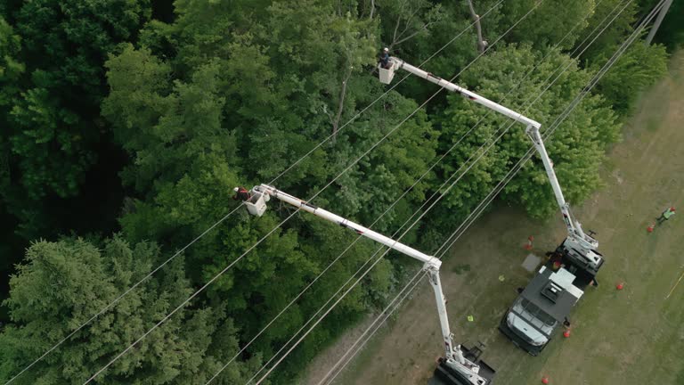 How Our Tree Care Process Works  in  Frewsburg, NY